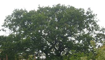 British family history and family tree services